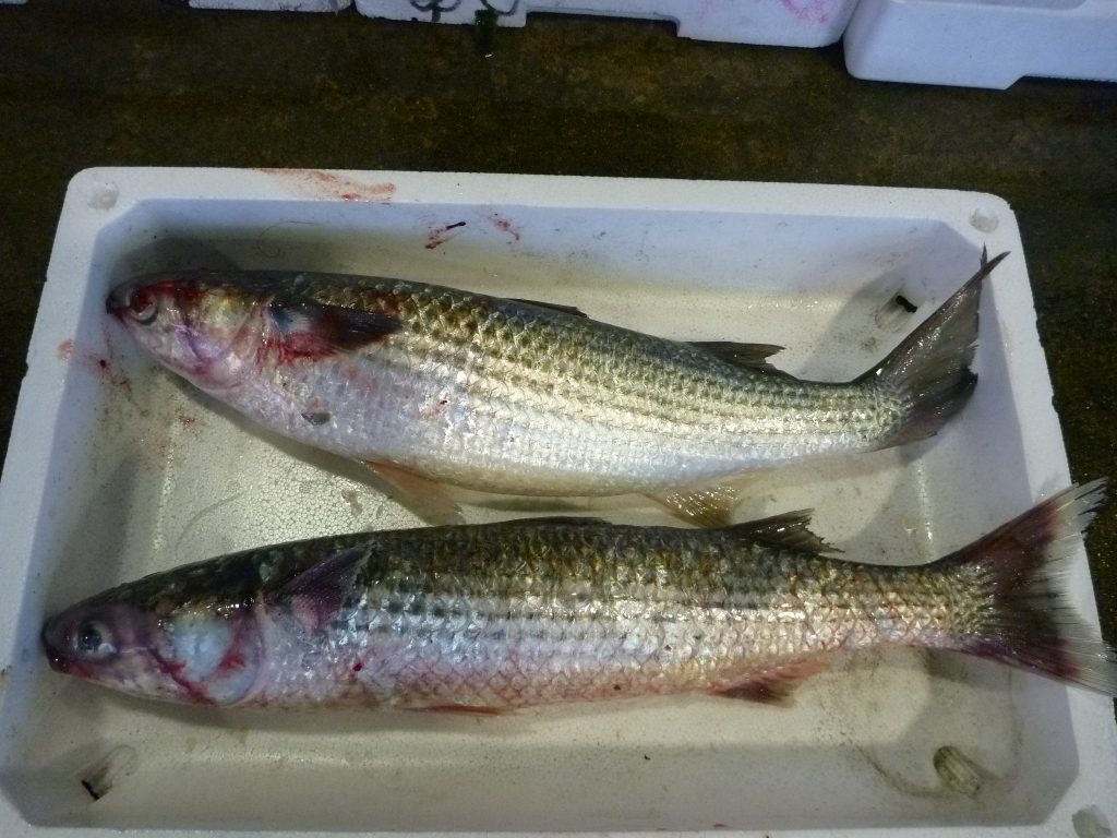 庵治で獲れるボラは２種類 マボラにメナダ 庵治漁業協同組合
